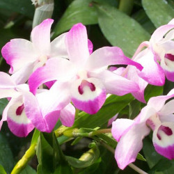 DENDROBIUM LINAWIANUM
