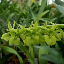 EPIDENDRUM CORIIFOLIUM