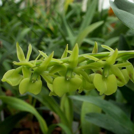 EPIDENDRUM CORIIFOLIUM