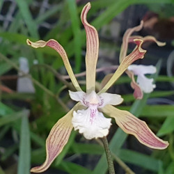 ENCYCLIA BELIZENSE