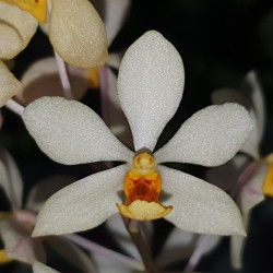 HOLCOGLOSSUM SUBULATUM X VANDA GARAYI