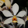 HOLCOGLOSSUM SUBULATUM X VANDA GARAYI