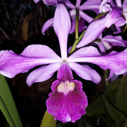 LAELIA PURPURATA ROXO BISPO SAO JORGE