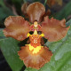 ONCIDIUM CRISPUM