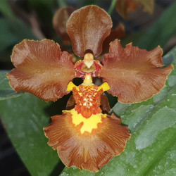 ONCIDIUM CRISPUM