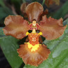 ONCIDIUM CRISPUM