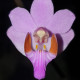 PHALAENOPSIS PULCHERRIMA VAR MARMORATA