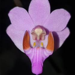 PHALAENOPSIS PULCHERRIMA VAR MARMORATA