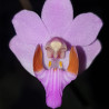 PHALAENOPSIS PULCHERRIMA VAR MARMORATA