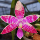 PHALAENOPSIS LUEDDEMANIANA KRAMER X POPOW