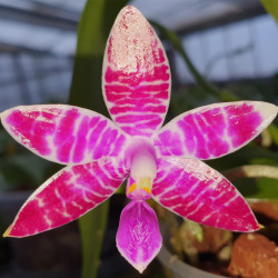 PHALAENOPSIS LUEDDEMANIANA KRAMER X POPOW