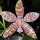 PHALAENOPSIS HIEROGLYPHICA