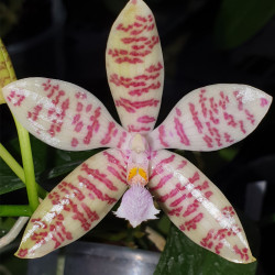 PHALAENOPSIS HIEROGLYPHICA