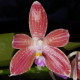 PHALAENOPSIS SULASTINII JAVANICA X CORNINGIANA