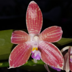 PHALAENOPSIS SULASTINII JAVANICA X CORNINGIANA