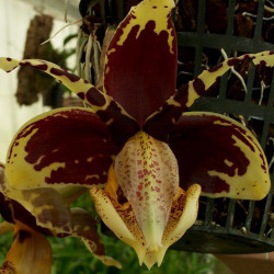 STANHOPEA TIGRINA X TIGRINA VAR NIGROVIOLACEA