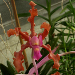 SCHOMBURGKIA ROSEA