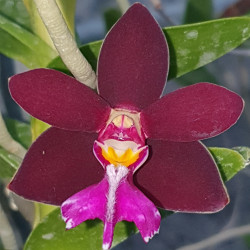 TRICHOGLOTIS BRACHIATA