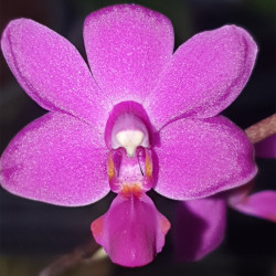 PHALAENOPSIS PURPLE MARTIN VIOLACEA X KENNETH SCHUBERT