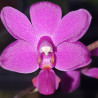 PHALAENOPSIS PURPLE MARTIN VIOLACEA X KENNETH SCHUBERT