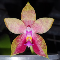 pHALAENOPSIS SUPER ZEBRA X YAPHON DRAGON FLY