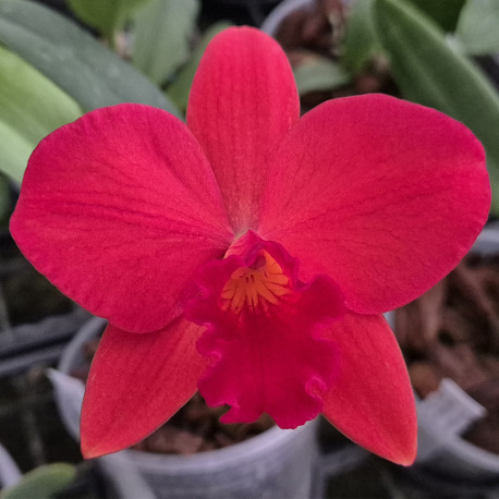 RHYNCHOLAELIOCATTLEYA ABILITY RED SUNSET MEMORY