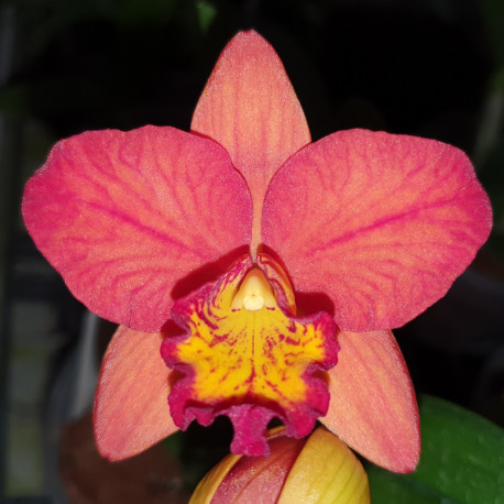 RHYNCHOLAELIOCATTLEYA SHIFONG ORANGE
