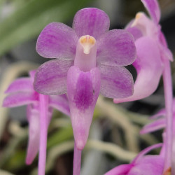 AERIDES THIBAUTIANA