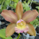 BRASSOLAELIOCATTLEYA WAIKIKI GOLD X CATTLEYA LEOPOLDII
