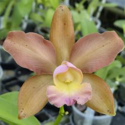 BRASSOLAELIOCATTLEYA WAIKIKI GOLD X CATTLEYA LEOPOLDI