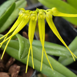 BULBOPHYLLUM PECTEN-VENERIS FLAVIFLORUM
