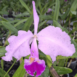 CATTLEYA CALLISTOGLOSSA PURPURATA SANGUINEA X WARSCEWICZII