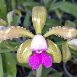 CATTLEYA GUTTATA SEMIALBA