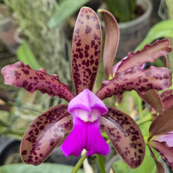 CATTLEYA LEOPOLDII SCHOKOLADEPRINZ X DARK PRINCE