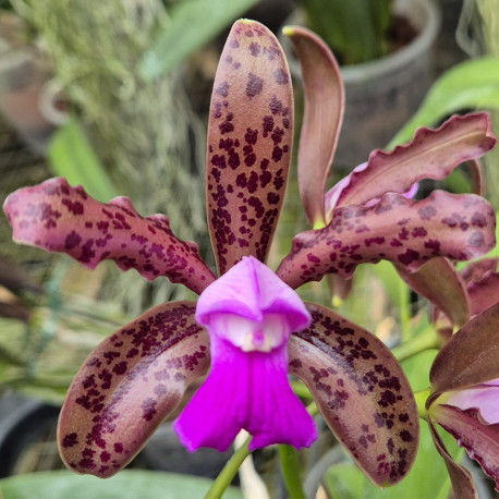 CATTLEYA LEOPOLDII SCHOKOLADEPRINZ X DARK PRINCE