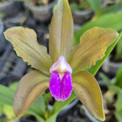 CATTLEYA LEOPOLDII COERULEA