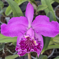 CATTLEYA LUEDDEMANIANA RUBRA