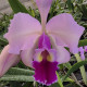 CATTLEYA SCHROEDERAE X WARSCEWICZII