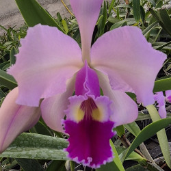CATTLEYA SCHROEDERAE X WARSCEWICZII