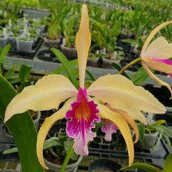 LAELIOCATTLEYA TUNIS