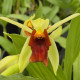 COELOGYNE MARMORATA X USITANA