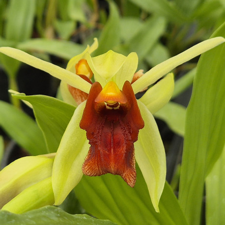 COELOGYNE MARMORATA X USITANA