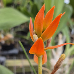 ERIA ORNATA