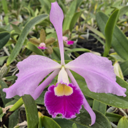 LAELIOCATTLEYA BELLA C LABIATA X L PURPURATA
