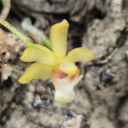 GROSOURDYA APPENDICULATA