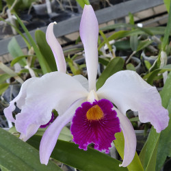 LAELIOCATTLEYA CANHANIAMA