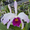 LAELIOCATTLEYA CANHANIAMA L PURPURATA WERKHAUSSERII X C MOSSIAE COERULEA