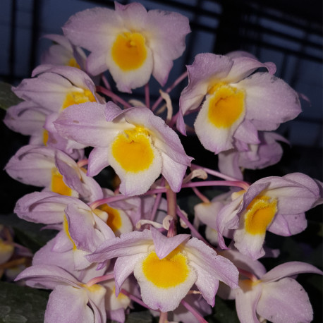 DENDROBIUM BRONCKARTII