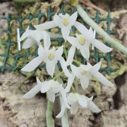 MYSTACIDIUM BRAYBONAE