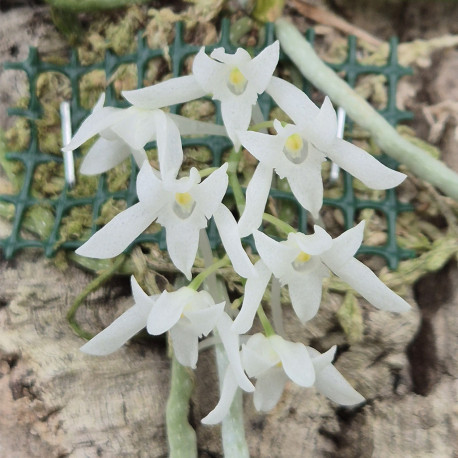 MYSTACIDIUM BRAYBONAE